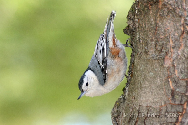img_3912C.jpg - Sitelle à poitrine blanche | White-breasted Nuthatch