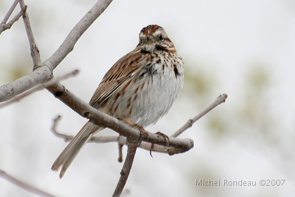 img_3949C.jpg - Bruant chanteur | Song Sparrow