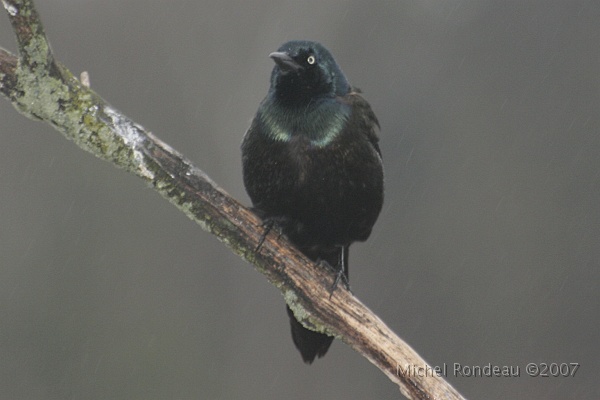 img_3968C.jpg - Quiscale bronzé | Common Grackle