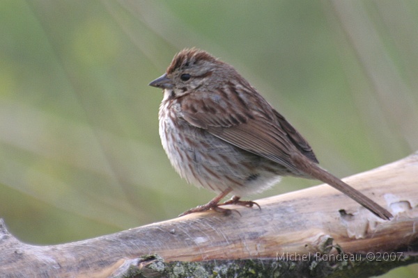 img_4015C.jpg - Bruant chanteur | Song Sparrow