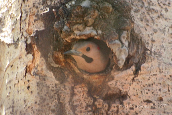 img_4075C.jpg - Pic flamboyant au nid | Northern Flicker nesting