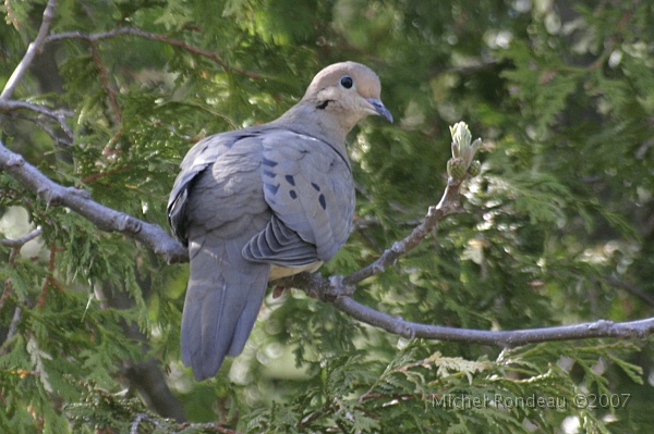 img_4103C.jpg - Tourterelle triste | Mourning Dove