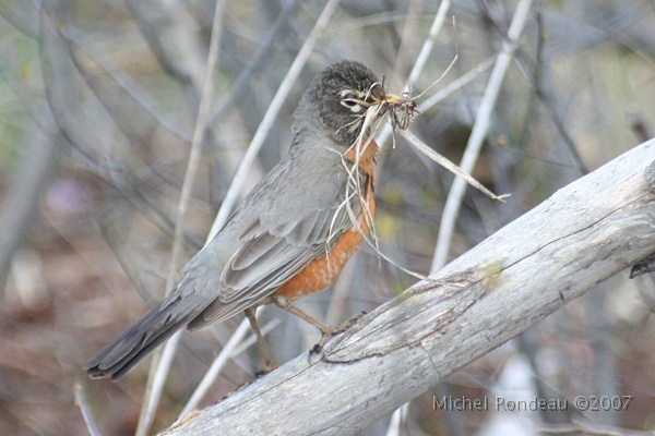 img_4136C.jpg - Merle d'Amérique | American Robin