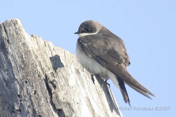 img_4243C.jpg - Jeune hirondelle bicolore | Young Tree Swallow