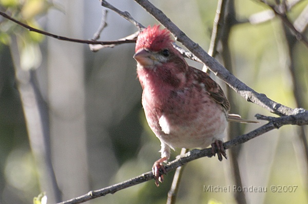img_4285C.jpg - Roselin pourpré | Purple Finch