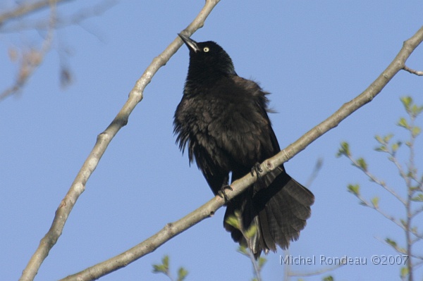 img_4292C.jpg - Quiscale bronzé | Common Grackle