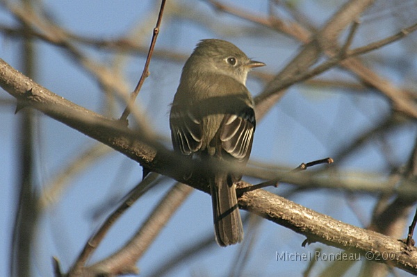 img_4294C.jpg - Moucherolle SP | SP Flycatcher