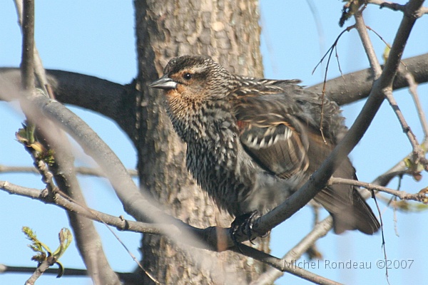 img_4336C.jpg - Carouge à épaulettes (femelle) | Female Redwing Blackbird