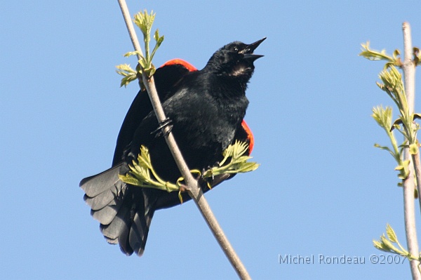 img_4340C.jpg - Carouge à épaulettes | Redwing Blackbird