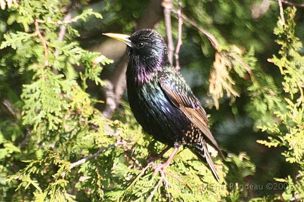 img_4372C.jpg - Étouneau sansonnet | European Starling