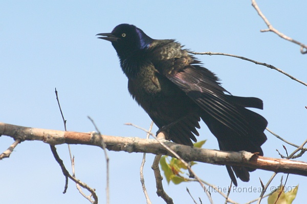 img_4387C.jpg - Quiscale bronzé | Common Grackle