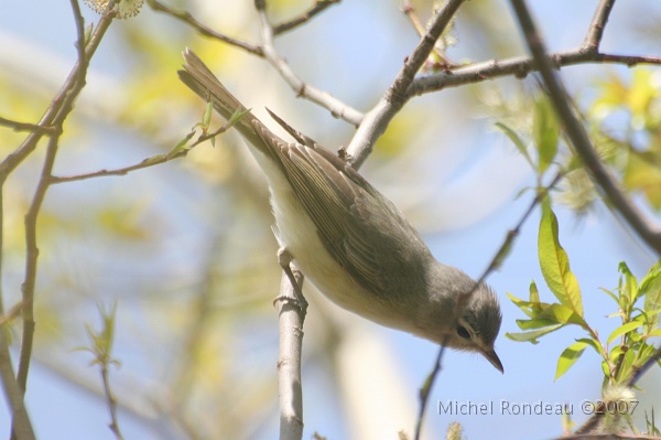 img_4390C.jpg - Viréo mélodieux | Warbling Vireo