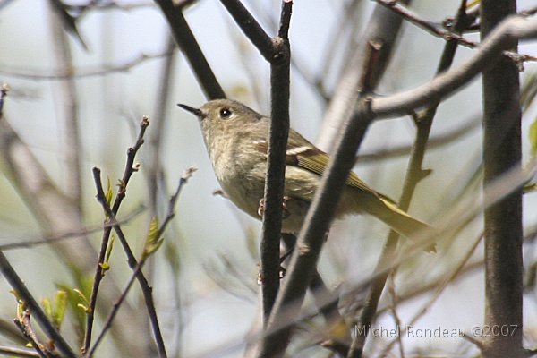 img_4434C.jpg - Roitelet à couronne rubis | Ruby-crowned Kinglet