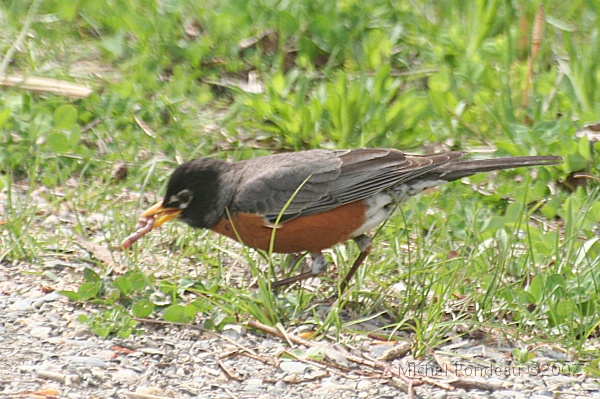img_4467C.jpg - Merlo à trouvé un ver de terre | Robin found a worm