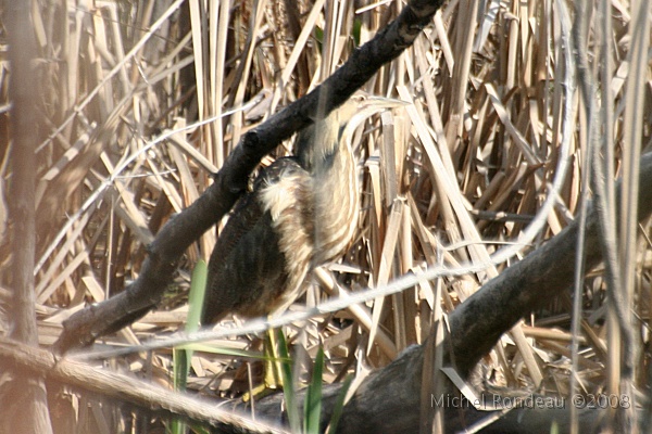 img_4499C.jpg - Butor d'Amérique vu de loin | American Bittern far away
