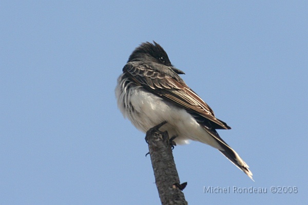 img_4507C.jpg - Tyran tritri | Eastern Kingbird