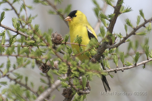 img_4590C.jpg - Chardonneret jaune | American Goldfinch