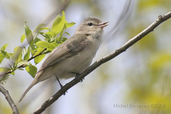 img_4627C.jpg - Viréo mélodieux | Warbling Vireo