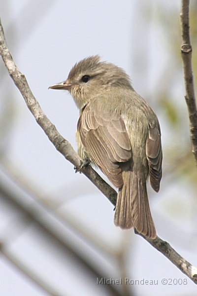 img_4629C.jpg - Moucherolle SP | SP Flycatcher
