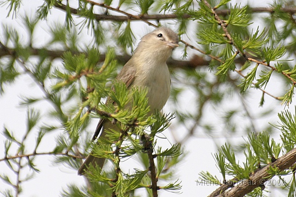 img_4655C.jpg - Viréo mélodieux | Warbling Vireo