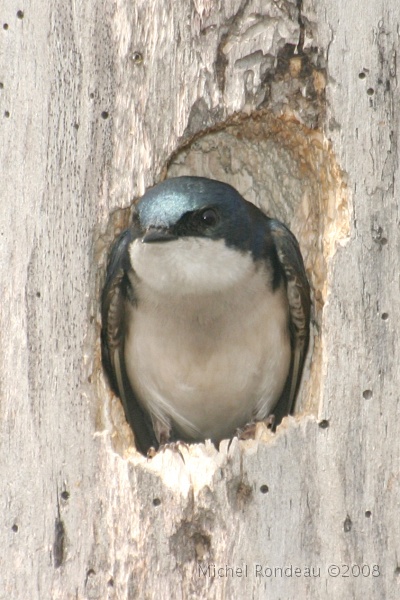img_4668V.jpg - Hirondelle bicolore | Tree Swallow