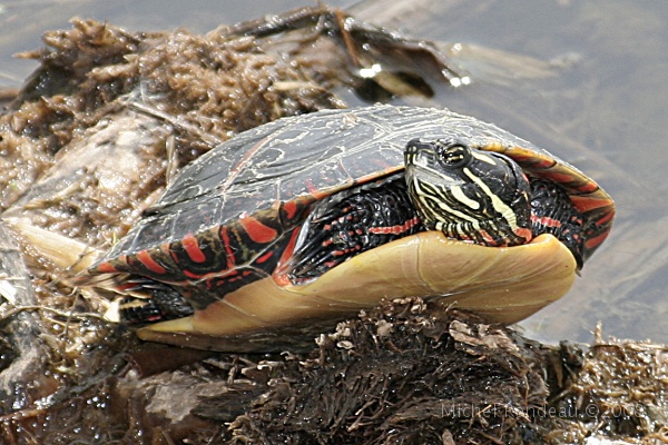 img_4672C.jpg - Tortue | Turtle
