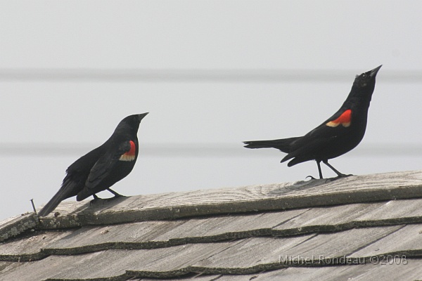 img_4684C.jpg - Les sentilles du marais | Marsh Sentinels