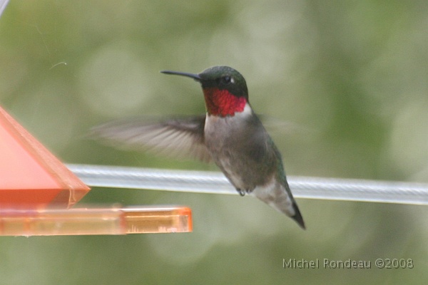 img_4745C.jpg - Le colibri est arrivé | The Hummingbird just came in