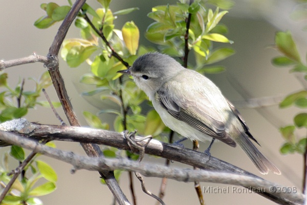 img_4771C.jpg - Viréo mélodieux | Warbling Vireo