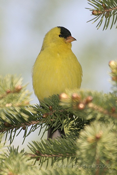 img_4899C.jpg - Chardonneret jaune | American Goldfinch