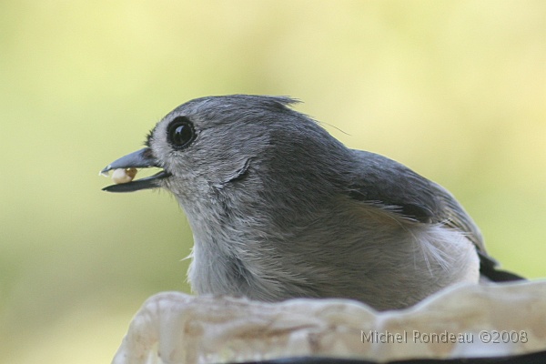 img_4935C.jpg - Mésange bicolore | Tufted Titmouse