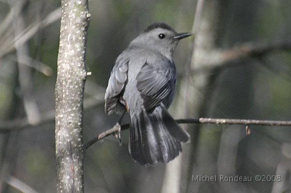img_5022C.jpg - Moqueur chat | Gray Catbird