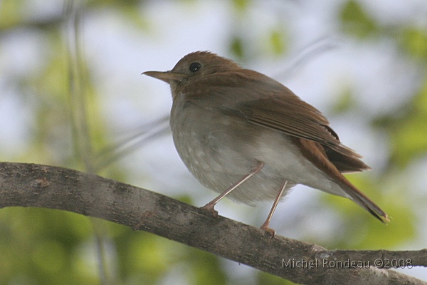 img_5060C.jpg - Grive fauve | Veery