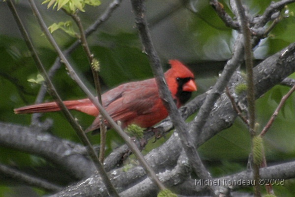 img_5105C.jpg - Cardinal rouge | Northern Cardinal