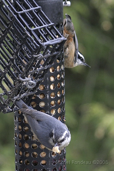 img_5129V.jpg - Il y en a pour tous | Food for everyone Sitelle à poitine blanche et Sitelle à poitrine rousse White and red-breasted Nuthatches