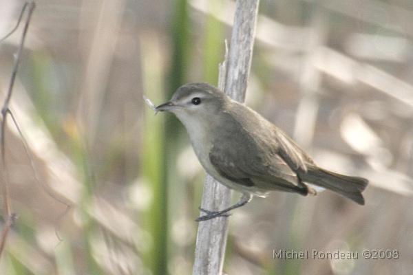 img_5176C.jpg - Vireo mélodieux | Warbling Vireo