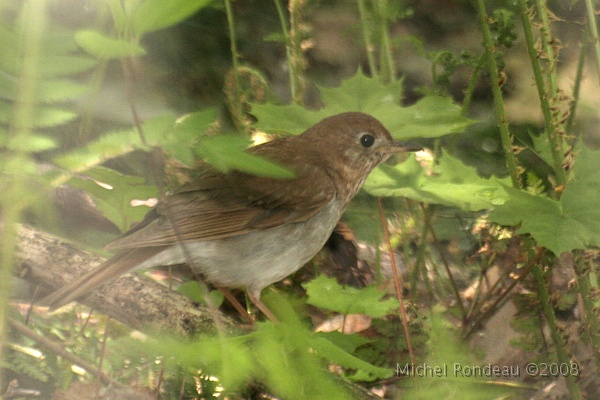 img_5245C.jpg - Grive fauve | Veery