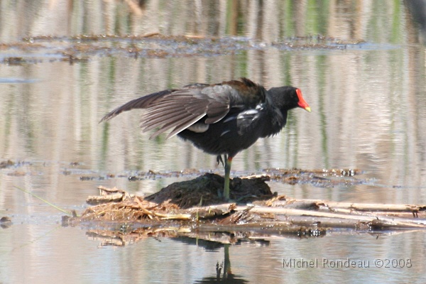 img_5280C.jpg - Gallinule poule-d'eau | Common Moorhen