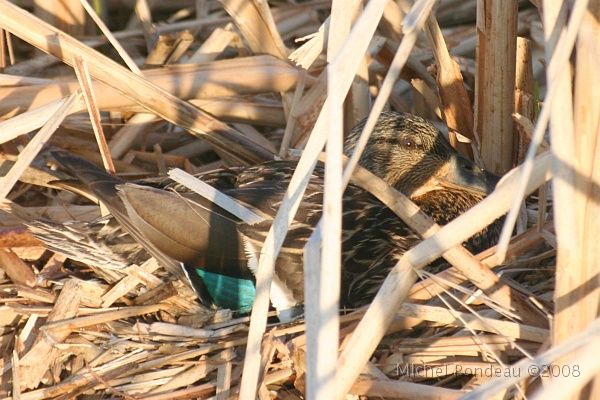 img_5350C.jpg - Colvert au nid | Mallard nesting