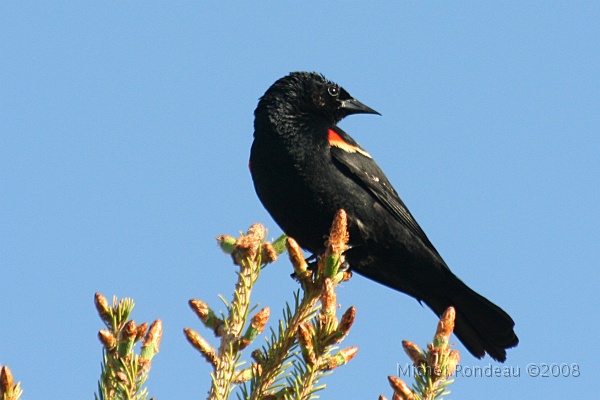 img_5367C.jpg - Carouge à épaulettes | Redwing Blackbird
