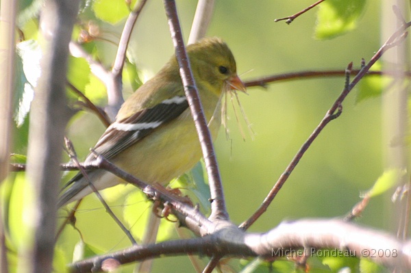 img_5368C.jpg - Chardonneret jaune | American Goldfinch