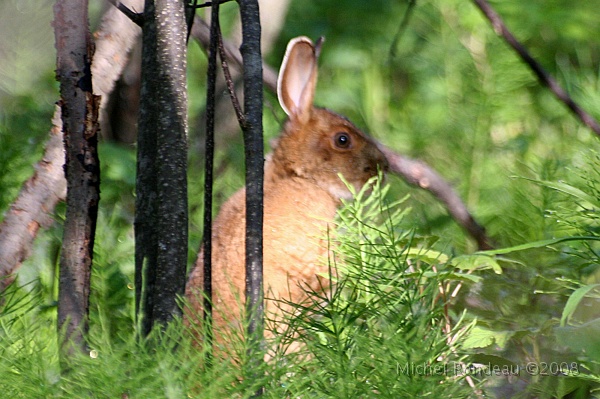 img_5370C.jpg - Lièvre | Hare