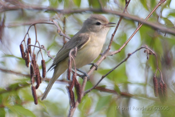 img_5404C.jpg - Viréo mélodieux | Warbling Vireo