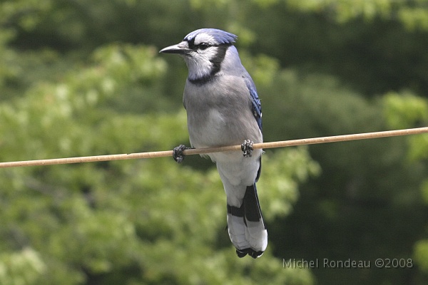img_5430C.jpg - Mon Geai bleu | My Blue Jay