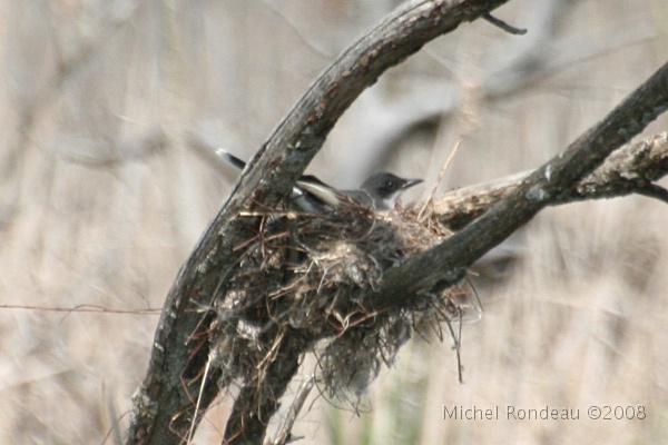 img_5448C.jpg - Tyran tritri au nid | Eastern kingbird nesting