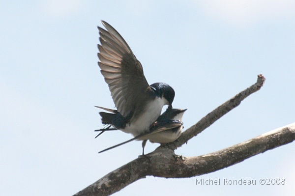 img_5451C.jpg - Accouplement d'hirondelles bicolores | Tree Swallows mating