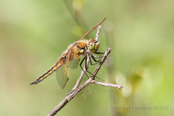 img_5462C.jpg - Libellule | Dragonfly