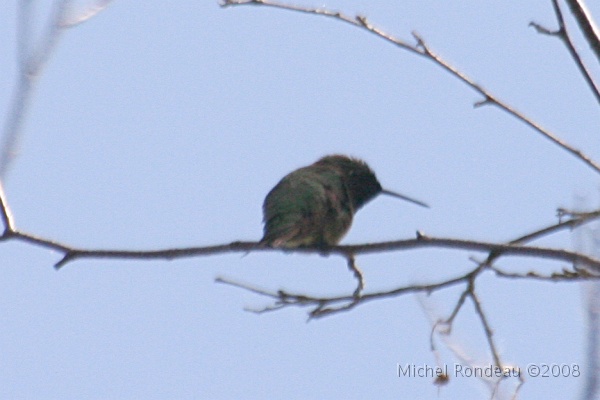 img_5472C.jpg - Première photo de Colibri en forêt | Hummingbird in the forest 60 pieds dans les airs | 60 feet up
