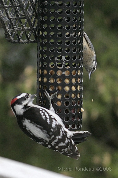 img_5552C.jpg - Pic mineur et Sitelle à poitrine rousse Downy Woodpecker and Red-breasted Nuthatch