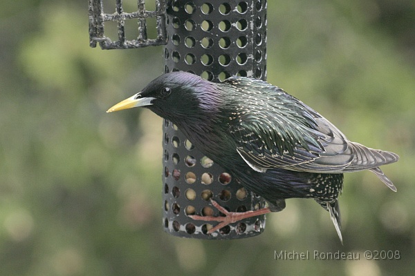 img_5580C.jpg - Goinfre | Glutton Étourneau sansonnet | European Starling